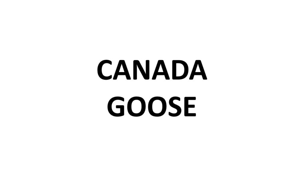 CANADA GOOSE
